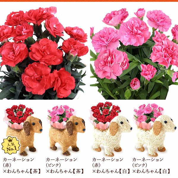わんちゃん＆スイーツセット 母の日 プレゼント 花 ギフト カーネーション ケイトウ 花鉢 鉢花 鉢植え アニマル 犬 猫 ネコ ねこ クマ くま バウムクーヘン いちご 苺 イチゴ 送料無料 スイーツ お菓子 洋菓子 ギフトセット おいもや