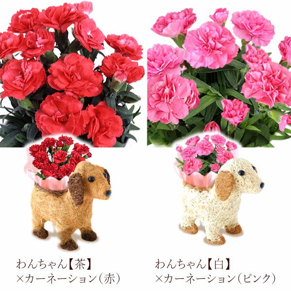 わんちゃん＆スイーツセット 母の日 プレゼント 花 ギフト カーネーション ケイトウ 花鉢 鉢花 鉢植え アニマル 犬 猫 ネコ ねこ クマ くま バウムクーヘン いちご 苺 イチゴ 送料無料 スイーツ お菓子 洋菓子 ギフトセット おいもや