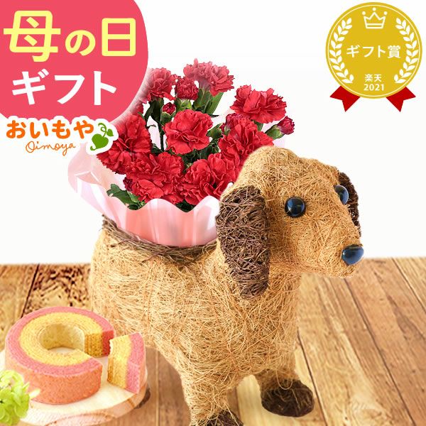 わんちゃん＆スイーツセット 母の日 プレゼント 花 ギフト カーネーション ケイトウ 花鉢 鉢花 鉢植え アニマル 犬 猫 ネコ ねこ クマ くま バウムクーヘン いちご 苺 イチゴ 送料無料 スイーツ お菓子 洋菓子 ギフトセット おいもや