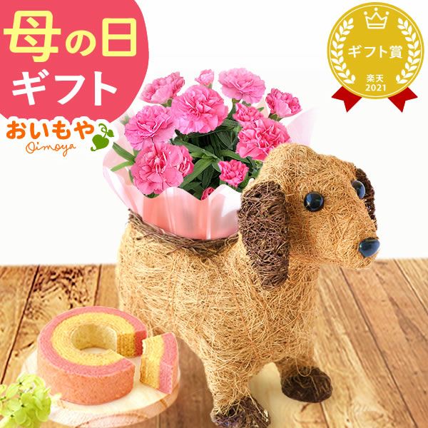 わんちゃん＆スイーツセット 母の日 プレゼント 花 ギフト カーネーション ケイトウ 花鉢 鉢花 鉢植え アニマル 犬 猫 ネコ ねこ クマ くま バウムクーヘン いちご 苺 イチゴ 送料無料 スイーツ お菓子 洋菓子 ギフトセット おいもや