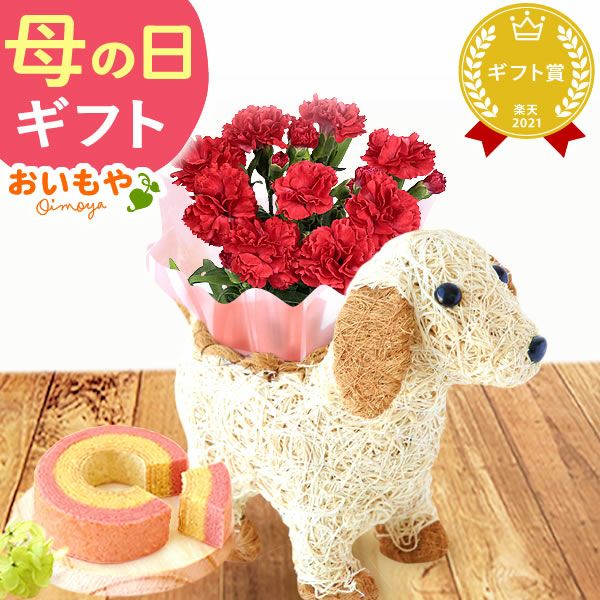 わんちゃん＆スイーツセット 母の日 プレゼント 花 ギフト カーネーション ケイトウ 花鉢 鉢花 鉢植え アニマル 犬 猫 ネコ ねこ クマ くま バウムクーヘン いちご 苺 イチゴ 送料無料 スイーツ お菓子 洋菓子 ギフトセット おいもや