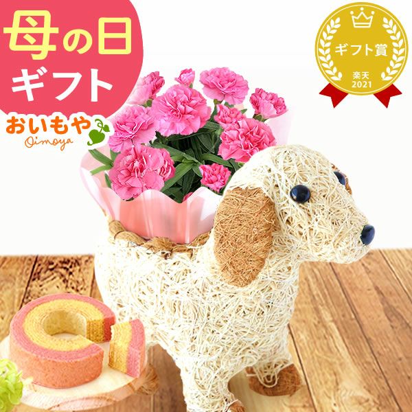 わんちゃん＆スイーツセット 母の日 プレゼント 花 ギフト カーネーション ケイトウ 花鉢 鉢花 鉢植え アニマル 犬 猫 ネコ ねこ クマ くま バウムクーヘン いちご 苺 イチゴ 送料無料 スイーツ お菓子 洋菓子 ギフトセット おいもや