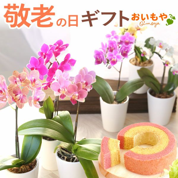 母の日 プレゼント 花 生花 ギフト 蘭 胡蝶蘭 ミディ 2.5号 インテリア 選べる バウム 苺バウム 送料無料 スイーツ お菓子 洋菓子 ギフトセット おいもや