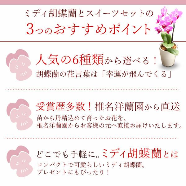 母の日 プレゼント 花 生花 ギフト 蘭 胡蝶蘭 ミディ 2.5号 インテリア 選べる バウム 苺バウム 送料無料 スイーツ お菓子 洋菓子 ギフトセット おいもや