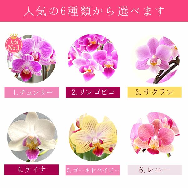 母の日 プレゼント 花 生花 ギフト 蘭 胡蝶蘭 ミディ 2.5号 インテリア 選べる バウム 苺バウム 送料無料 スイーツ お菓子 洋菓子 ギフトセット おいもや