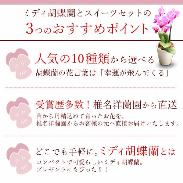 母の日 プレゼント 花 生花 ギフト 蘭 胡蝶蘭 ミディ 2.5号 インテリア 選べる バウム 苺バウム 送料無料 スイーツ お菓子 洋菓子 ギフトセット おいもや