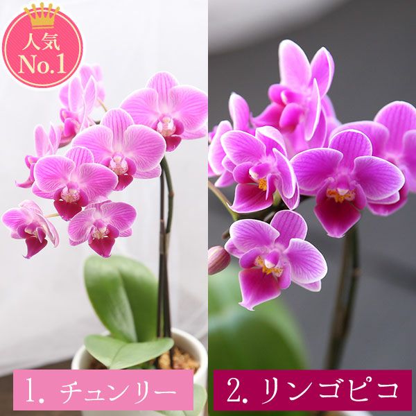 母の日 プレゼント 花 生花 ギフト 蘭 胡蝶蘭 ミディ 2.5号 インテリア 選べる バウム 苺バウム 送料無料 スイーツ お菓子 洋菓子 ギフトセット おいもや