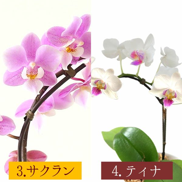 母の日 プレゼント 花 生花 ギフト 蘭 胡蝶蘭 ミディ 2.5号 インテリア 選べる バウム 苺バウム 送料無料 スイーツ お菓子 洋菓子 ギフトセット おいもや