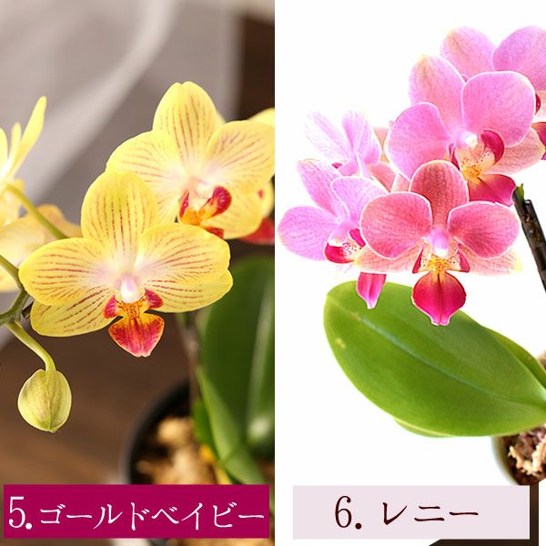 母の日 プレゼント 花 生花 ギフト 蘭 胡蝶蘭 ミディ 2.5号 インテリア 選べる バウム 苺バウム 送料無料 スイーツ お菓子 洋菓子 ギフトセット おいもや