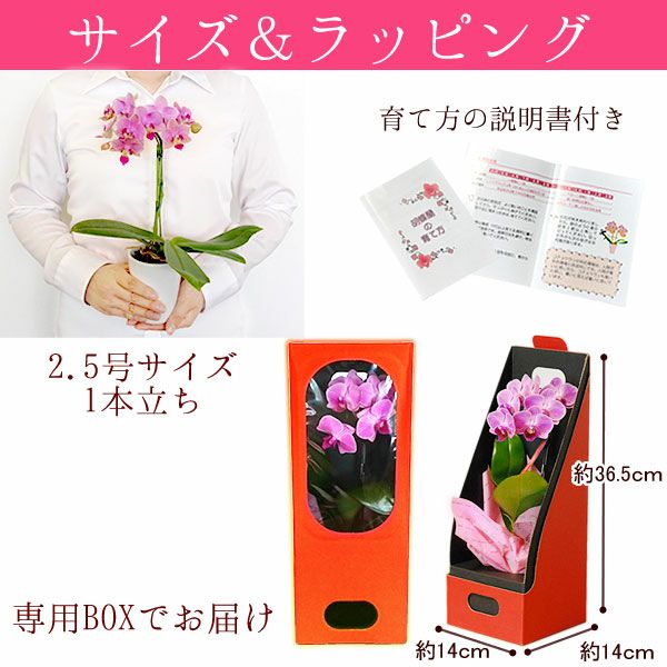 母の日 プレゼント 花 生花 ギフト 蘭 胡蝶蘭 ミディ 2.5号 インテリア 選べる バウム 苺バウム 送料無料 スイーツ お菓子 洋菓子 ギフトセット おいもや