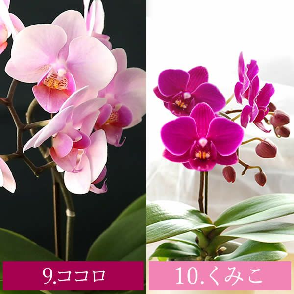 母の日 プレゼント 花 生花 ギフト 蘭 胡蝶蘭 ミディ 2.5号 インテリア 選べる バウム 苺バウム 送料無料 スイーツ お菓子 洋菓子 ギフトセット おいもや