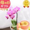 母の日 プレゼント 花 生花 ギフト 蘭 胡蝶蘭 ミディ 2.5号 インテリア 選べる バウム 苺バウム 送料無料 スイーツ お菓子 洋菓子 ギフトセット おいもや