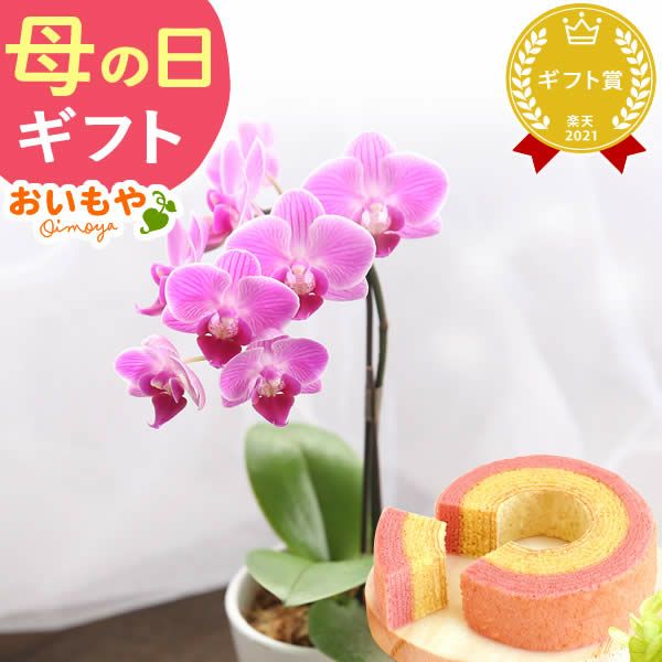 母の日 プレゼント 花 生花 ギフト 蘭 胡蝶蘭 ミディ 2.5号 インテリア 選べる バウム 苺バウム 送料無料 スイーツ お菓子 洋菓子 ギフトセット おいもや