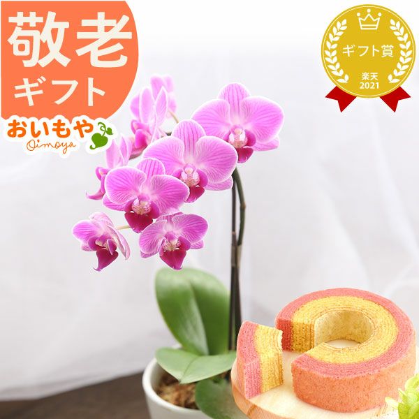 母の日 プレゼント 花 生花 ギフト 蘭 胡蝶蘭 ミディ 2.5号 インテリア 選べる バウム 苺バウム 送料無料 スイーツ お菓子 洋菓子 ギフトセット おいもや