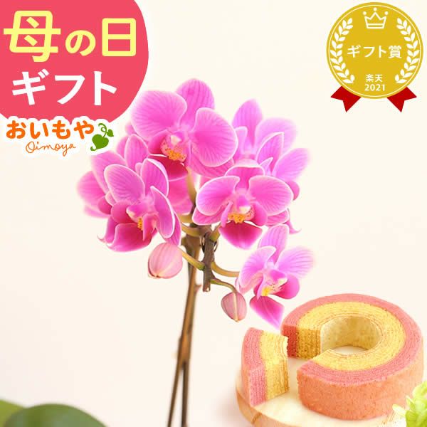 母の日 プレゼント 花 生花 ギフト 蘭 胡蝶蘭 ミディ 2.5号 インテリア 選べる バウム 苺バウム 送料無料 スイーツ お菓子 洋菓子 ギフトセット おいもや