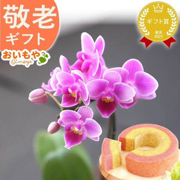 母の日 プレゼント 花 生花 ギフト 蘭 胡蝶蘭 ミディ 2.5号 インテリア 選べる バウム 苺バウム 送料無料 スイーツ お菓子 洋菓子 ギフトセット おいもや