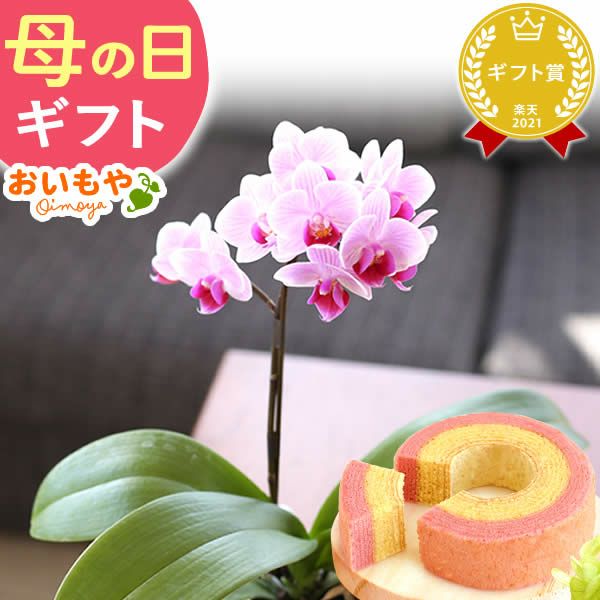 母の日 プレゼント 花 生花 ギフト 蘭 胡蝶蘭 ミディ 2.5号 インテリア 選べる バウム 苺バウム 送料無料 スイーツ お菓子 洋菓子 ギフトセット おいもや