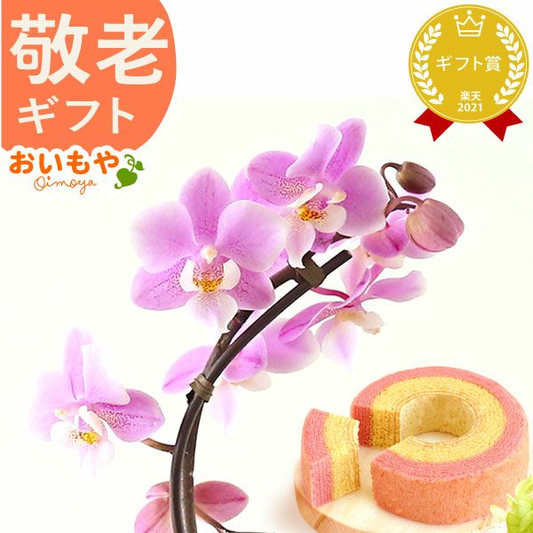 母の日 プレゼント 花 生花 ギフト 蘭 胡蝶蘭 ミディ 2.5号 インテリア 選べる バウム 苺バウム 送料無料 スイーツ お菓子 洋菓子 ギフトセット おいもや