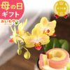 母の日 プレゼント 花 生花 ギフト 蘭 胡蝶蘭 ミディ 2.5号 インテリア 選べる バウム 苺バウム 送料無料 スイーツ お菓子 洋菓子 ギフトセット おいもや