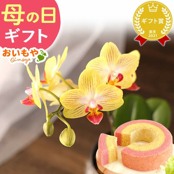 母の日 プレゼント 花 生花 ギフト 蘭 胡蝶蘭 ミディ 2.5号 インテリア 選べる バウム 苺バウム 送料無料 スイーツ お菓子 洋菓子 ギフトセット おいもや