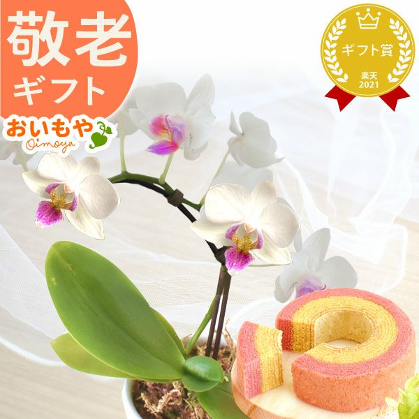 母の日 プレゼント 花 生花 ギフト 蘭 胡蝶蘭 ミディ 2.5号 インテリア 選べる バウム 苺バウム 送料無料 スイーツ お菓子 洋菓子 ギフトセット おいもや