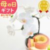 母の日 プレゼント 花 生花 ギフト 蘭 胡蝶蘭 ミディ 2.5号 インテリア 選べる バウム 苺バウム 送料無料 スイーツ お菓子 洋菓子 ギフトセット おいもや