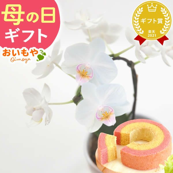 母の日 プレゼント 花 生花 ギフト 蘭 胡蝶蘭 ミディ 2.5号 インテリア 選べる バウム 苺バウム 送料無料 スイーツ お菓子 洋菓子 ギフトセット おいもや
