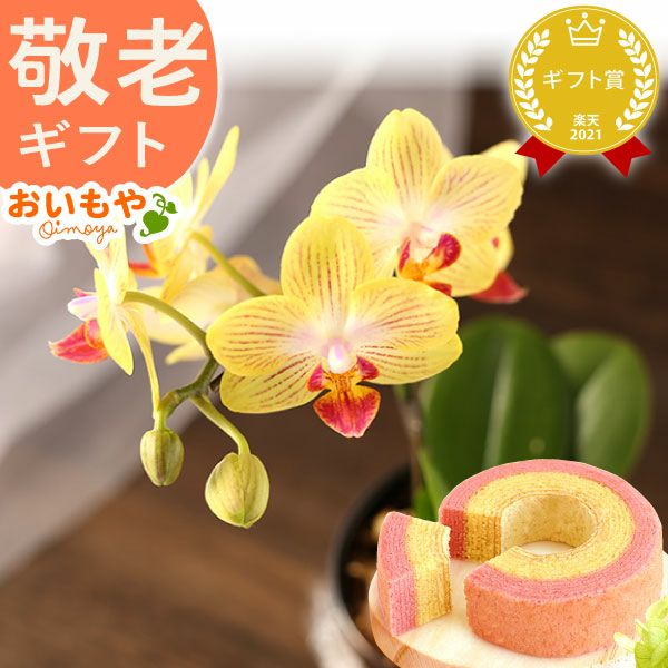 母の日 プレゼント 花 生花 ギフト 蘭 胡蝶蘭 ミディ 2.5号 インテリア 選べる バウム 苺バウム 送料無料 スイーツ お菓子 洋菓子 ギフトセット おいもや