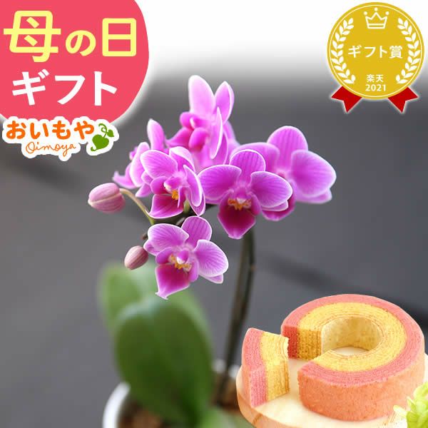 母の日 プレゼント 花 生花 ギフト 蘭 胡蝶蘭 ミディ 2.5号 インテリア 選べる バウム 苺バウム 送料無料 スイーツ お菓子 洋菓子 ギフトセット おいもや