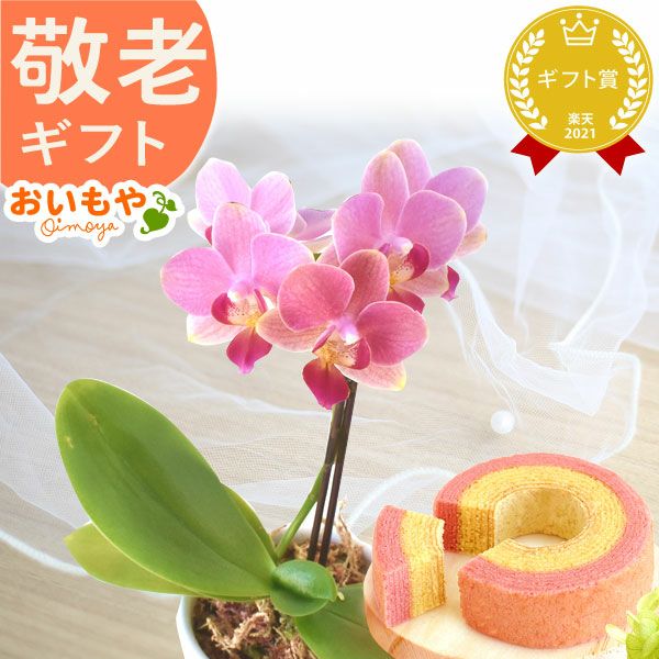 母の日 プレゼント 花 生花 ギフト 蘭 胡蝶蘭 ミディ 2.5号 インテリア 選べる バウム 苺バウム 送料無料 スイーツ お菓子 洋菓子 ギフトセット おいもや