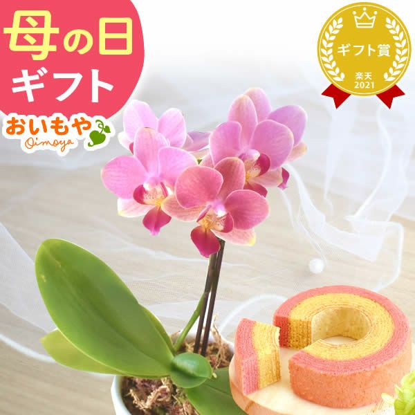母の日 プレゼント 花 生花 ギフト 蘭 胡蝶蘭 ミディ 2.5号 インテリア 選べる バウム 苺バウム 送料無料 スイーツ お菓子 洋菓子 ギフトセット おいもや