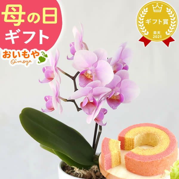 母の日 プレゼント 花 生花 ギフト 蘭 胡蝶蘭 ミディ 2.5号 インテリア 選べる バウム 苺バウム 送料無料 スイーツ お菓子 洋菓子 ギフトセット おいもや