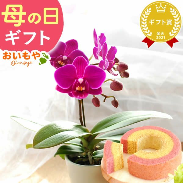 母の日 プレゼント 花 生花 ギフト 蘭 胡蝶蘭 ミディ 2.5号 インテリア 選べる バウム 苺バウム 送料無料 スイーツ お菓子 洋菓子 ギフトセット おいもや