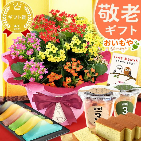 カランコエ5号鉢＆選べるスイーツセット（カステラ・富士山ようかん・あんみつ） 敬老の日 プレゼント ギフト 花 花鉢 鉢花 鉢植え 生花 カランコエ どら焼き バウムクーヘン 干し芋 芋けんぴ カステラ あんみつ 送料無料 スイーツ お菓子 和菓子 洋菓子 メッセージカード おいもや
