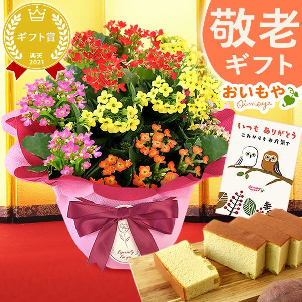 カランコエ5号鉢＆選べるスイーツセット（カステラ・富士山ようかん・あんみつ） 敬老の日 プレゼント ギフト 花 花鉢 鉢花 鉢植え 生花 カランコエ どら焼き バウムクーヘン 干し芋 芋けんぴ カステラ あんみつ 送料無料 スイーツ お菓子 和菓子 洋菓子 メッセージカード おいもや