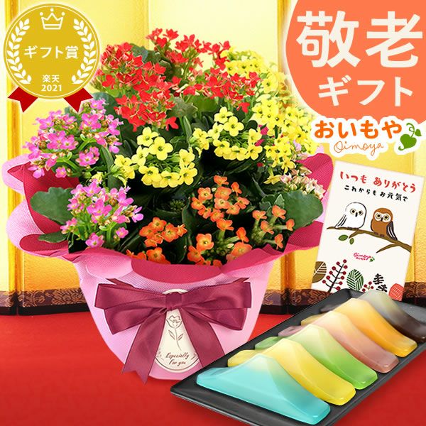 カランコエ5号鉢＆選べるスイーツセット（カステラ・富士山ようかん・あんみつ） 敬老の日 プレゼント ギフト 花 花鉢 鉢花 鉢植え 生花 カランコエ どら焼き バウムクーヘン 干し芋 芋けんぴ カステラ あんみつ 送料無料 スイーツ お菓子 和菓子 洋菓子 メッセージカード おいもや