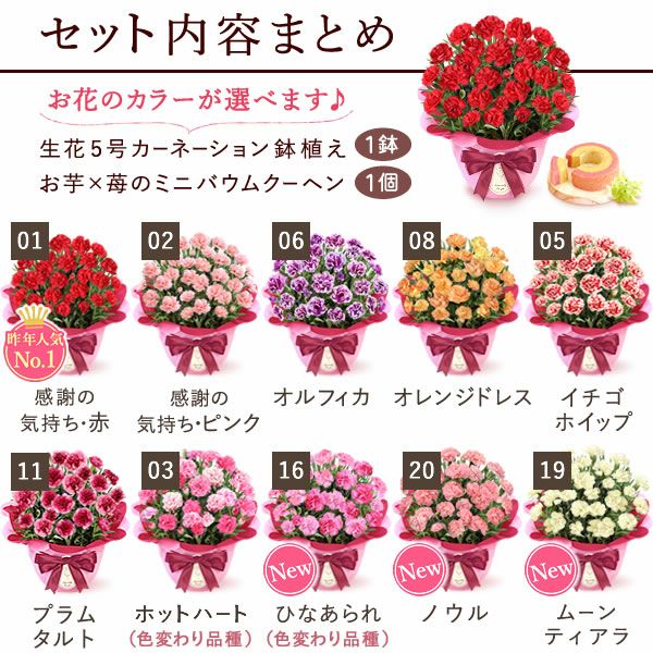 カーネーション(5号)＆ミニバウムクーヘンセット 母の日 プレゼント 花 生花 ギフト 鉢植え 希少 カーネーション 5号サイズ バウムクーヘン メッセージカード付き ラッピング 人気  おしゃれ かわいい 送料無料 送料無料 スイーツ お菓子 洋菓子 ギフトセット