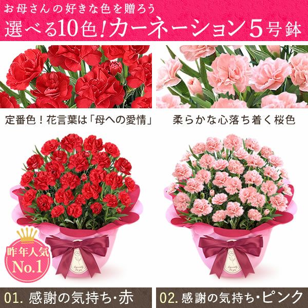 カーネーション(5号)＆ミニバウムクーヘンセット 母の日 プレゼント 花 生花 ギフト 鉢植え 希少 カーネーション 5号サイズ バウムクーヘン メッセージカード付き ラッピング 人気  おしゃれ かわいい 送料無料 送料無料 スイーツ お菓子 洋菓子 ギフトセット