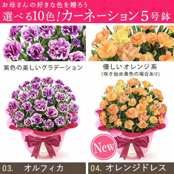 カーネーション(5号)＆ミニバウムクーヘンセット 母の日 プレゼント 花 生花 ギフト 鉢植え 希少 カーネーション 5号サイズ バウムクーヘン メッセージカード付き ラッピング 人気  おしゃれ かわいい 送料無料 送料無料 スイーツ お菓子 洋菓子 ギフトセット