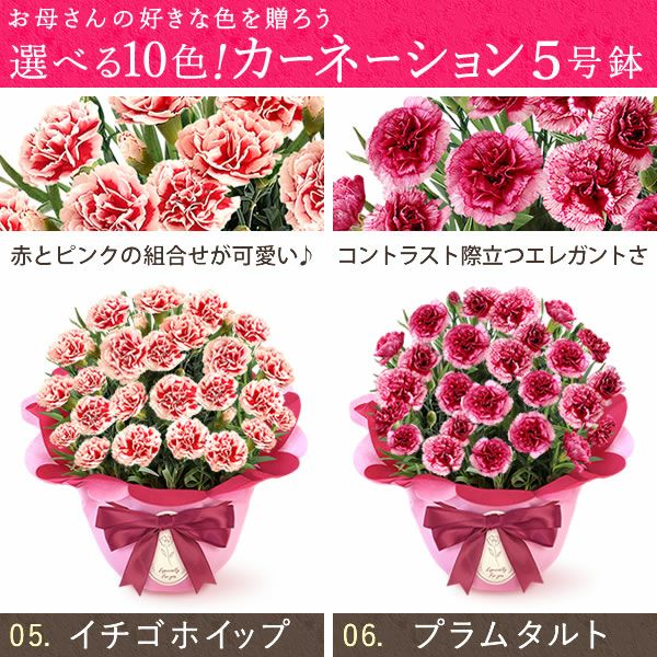 カーネーション(5号)＆ミニバウムクーヘンセット 母の日 プレゼント 花 生花 ギフト 鉢植え 希少 カーネーション 5号サイズ バウムクーヘン メッセージカード付き ラッピング 人気  おしゃれ かわいい 送料無料 送料無料 スイーツ お菓子 洋菓子 ギフトセット