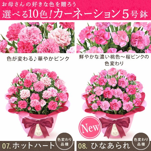 カーネーション(5号)＆ミニバウムクーヘンセット 母の日 プレゼント 花 生花 ギフト 鉢植え 希少 カーネーション 5号サイズ バウムクーヘン メッセージカード付き ラッピング 人気  おしゃれ かわいい 送料無料 送料無料 スイーツ お菓子 洋菓子 ギフトセット