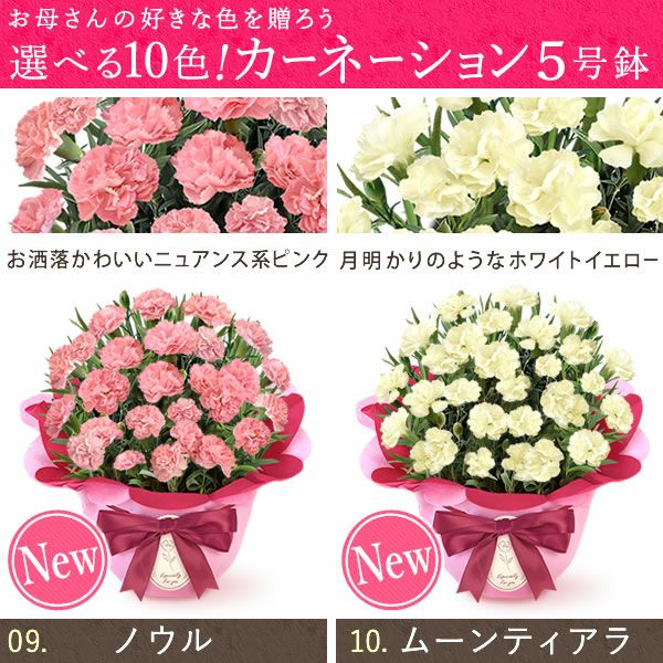 カーネーション(5号)＆ミニバウムクーヘンセット 母の日 プレゼント 花 生花 ギフト 鉢植え 希少 カーネーション 5号サイズ バウムクーヘン メッセージカード付き ラッピング 人気  おしゃれ かわいい 送料無料 送料無料 スイーツ お菓子 洋菓子 ギフトセット