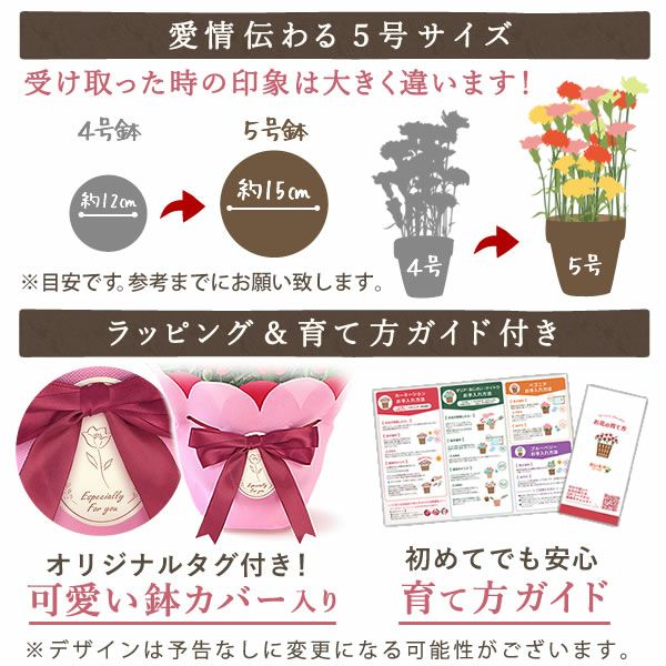 カーネーション(5号)＆ミニバウムクーヘンセット 母の日 プレゼント 花 生花 ギフト 鉢植え 希少 カーネーション 5号サイズ バウムクーヘン メッセージカード付き ラッピング 人気  おしゃれ かわいい 送料無料 送料無料 スイーツ お菓子 洋菓子 ギフトセット