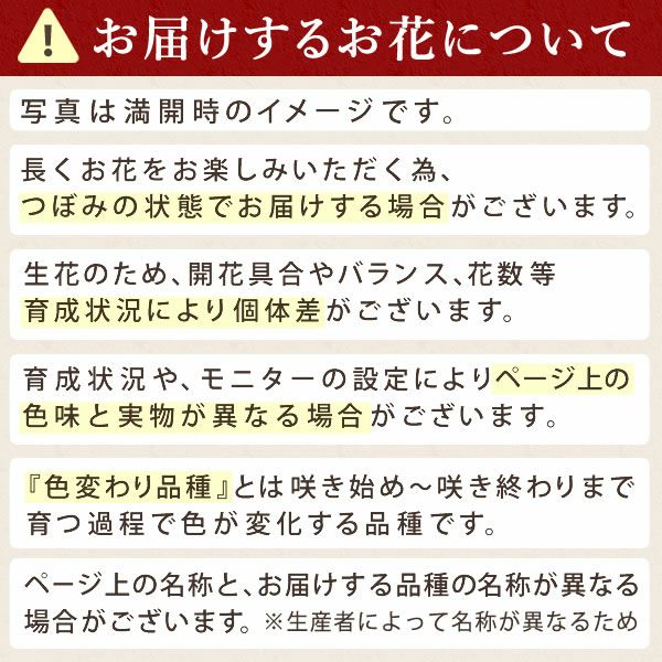 カーネーション(5号)＆ミニバウムクーヘンセット 母の日 プレゼント 花 生花 ギフト 鉢植え 希少 カーネーション 5号サイズ バウムクーヘン メッセージカード付き ラッピング 人気  おしゃれ かわいい 送料無料 送料無料 スイーツ お菓子 洋菓子 ギフトセット