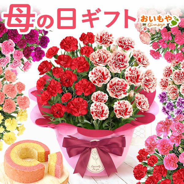 2色植えカーネーション(5号)＆ミニバウムクーヘン 母の日 プレゼント 花 生花 ギフト カーネーション 選べる 2色 8種 鉢植え 寄せ植え 鉢花 花鉢 希少 バウムクーヘン 苺 送料無料 スイーツ お菓子 洋菓子 ギフトセット