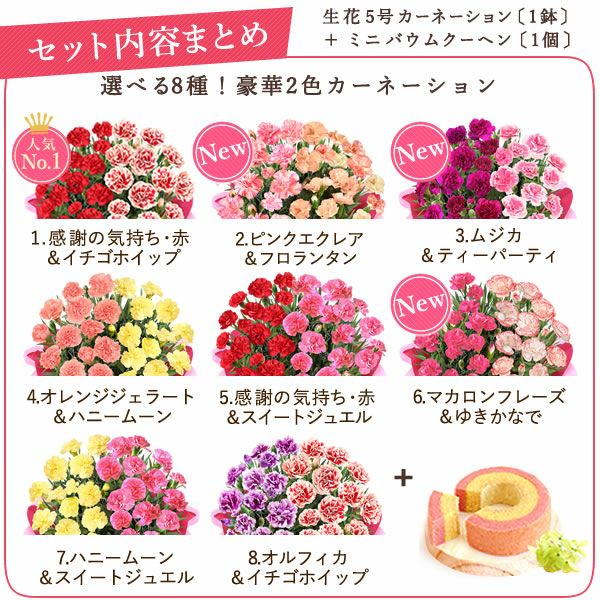 2色植えカーネーション(5号)＆ミニバウムクーヘン 母の日 プレゼント 花 生花 ギフト カーネーション 選べる 2色 8種 鉢植え 寄せ植え 鉢花 花鉢 希少 バウムクーヘン 苺 送料無料 スイーツ お菓子 洋菓子 ギフトセット