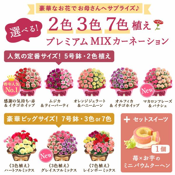 2色植えカーネーション(5号)＆ミニバウムクーヘン 母の日 プレゼント 花 生花 ギフト カーネーション 選べる 2色 8種 鉢植え 寄せ植え 鉢花 花鉢 希少 バウムクーヘン 苺 送料無料 スイーツ お菓子 洋菓子 ギフトセット