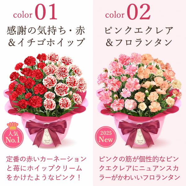 2色植えカーネーション(5号)＆ミニバウムクーヘン 母の日 プレゼント 花 生花 ギフト カーネーション 選べる 2色 8種 鉢植え 寄せ植え 鉢花 花鉢 希少 バウムクーヘン 苺 送料無料 スイーツ お菓子 洋菓子 ギフトセット