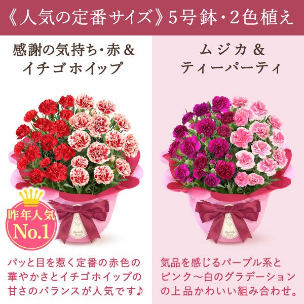 2色植えカーネーション(5号)＆ミニバウムクーヘン 母の日 プレゼント 花 生花 ギフト カーネーション 選べる 2色 8種 鉢植え 寄せ植え 鉢花 花鉢 希少 バウムクーヘン 苺 送料無料 スイーツ お菓子 洋菓子 ギフトセット