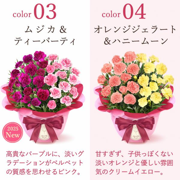 2色植えカーネーション(5号)＆ミニバウムクーヘン 母の日 プレゼント 花 生花 ギフト カーネーション 選べる 2色 8種 鉢植え 寄せ植え 鉢花 花鉢 希少 バウムクーヘン 苺 送料無料 スイーツ お菓子 洋菓子 ギフトセット